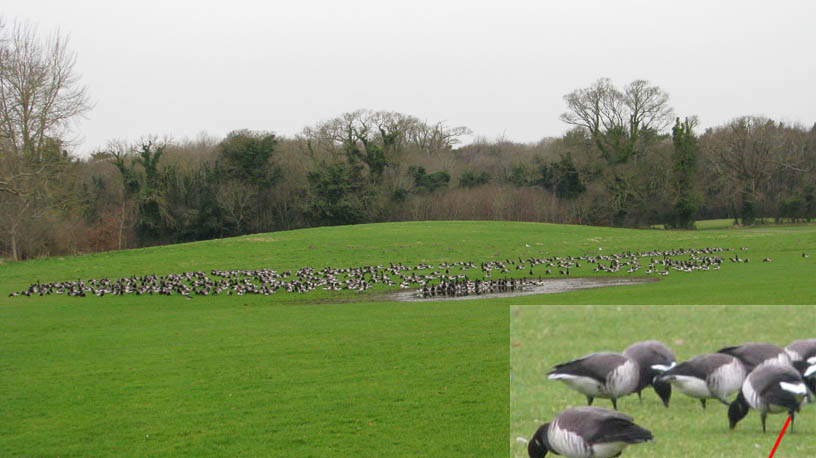 geese drinking at malahide castle