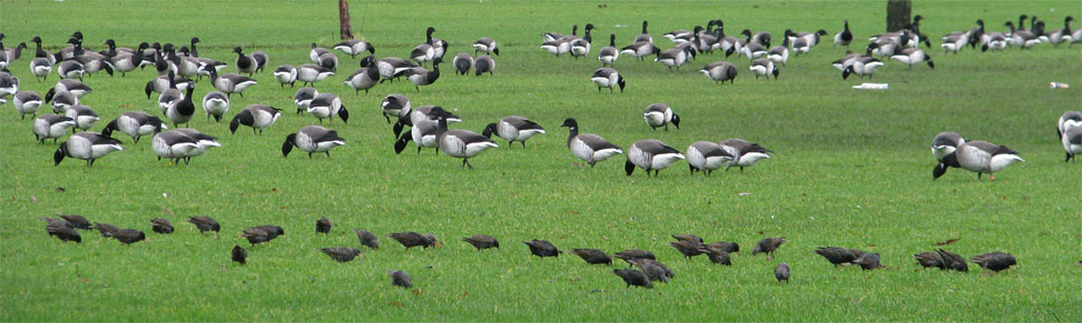 brent geese and starlings